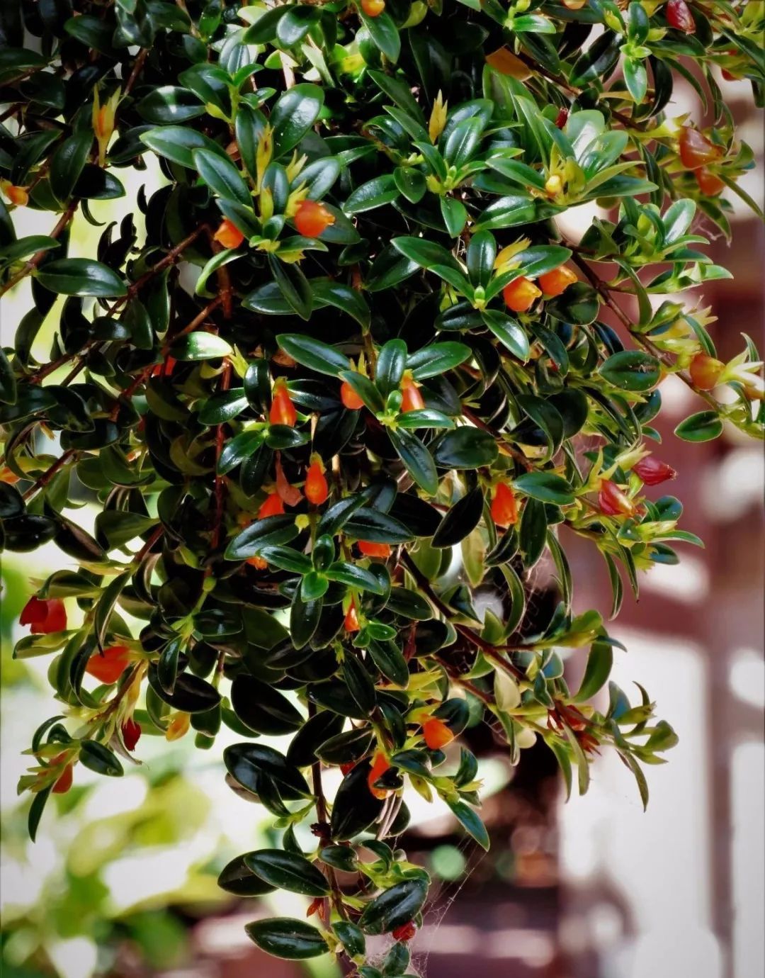 金鱼吊兰开出来的花图片,开花像金鱼一样的吊兰