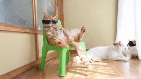 夏天猫咪中暑视频,炎炎夏日猫咪应该怎么安全度过