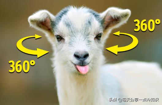 十个我们都认识的动物有趣冷知识,10个动物们不可思议的有趣瞬间