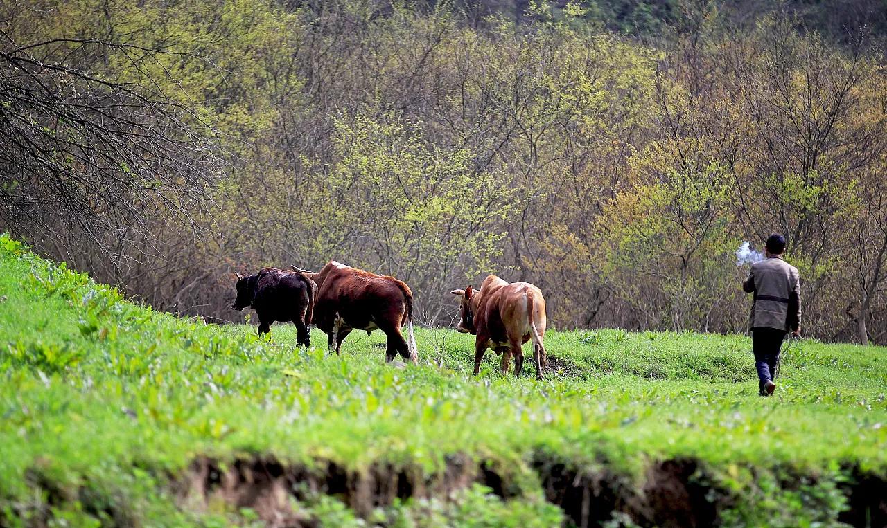 凤凰男可以找富家女结婚吗,凤凰男能娶个什么样的女人
