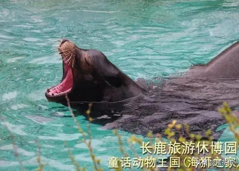 童话动物王国卡组,童话动物王国