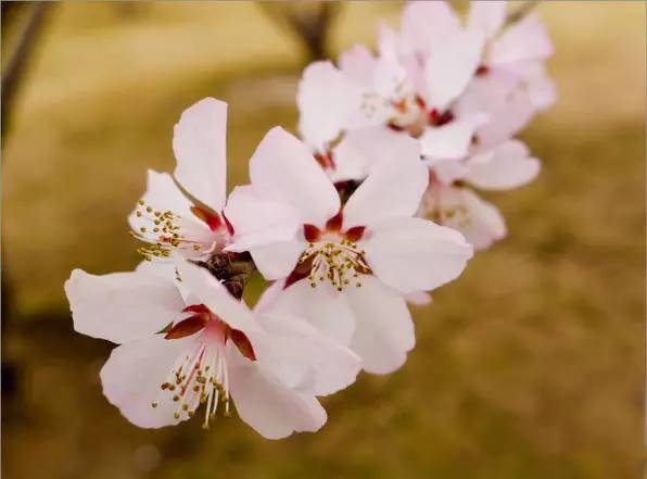 赏花时间表,赏花季节及图片
