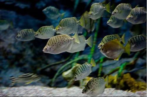 汽水鱼海水鱼,把海水鱼养成汽水鱼