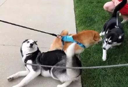 哈士奇和柴犬哪个笑得更开心,哈士奇和柴犬吵架喷口水