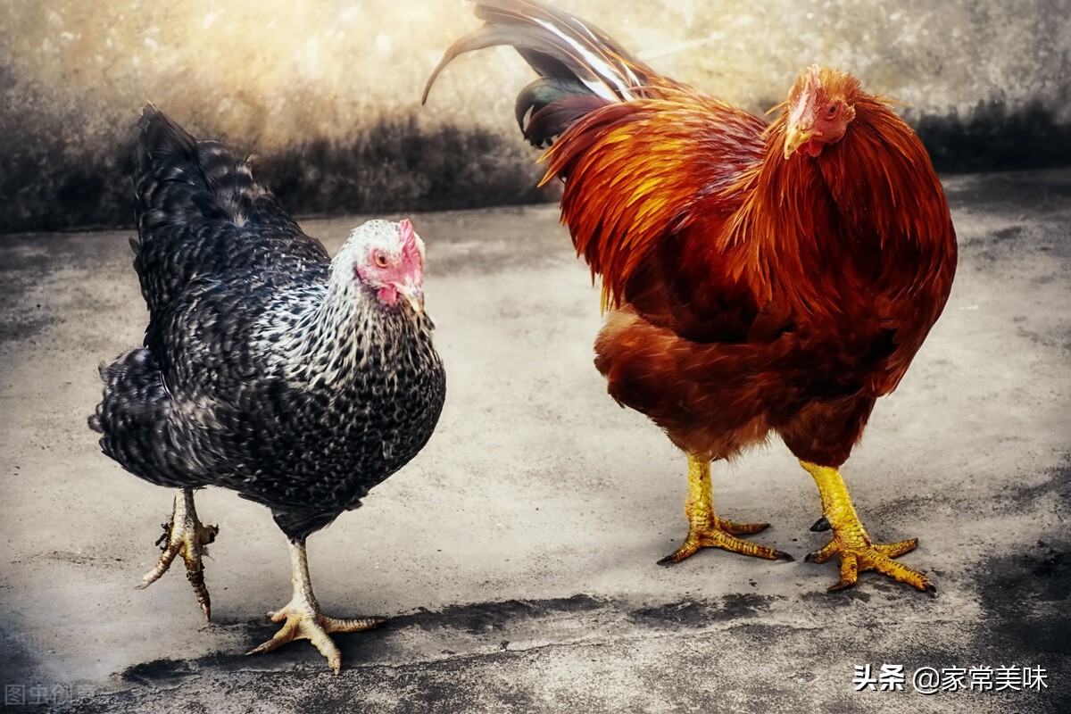 买活鸡怎么看鸡是老的还是嫩,菜市老鸡和嫩鸡怎么辨认