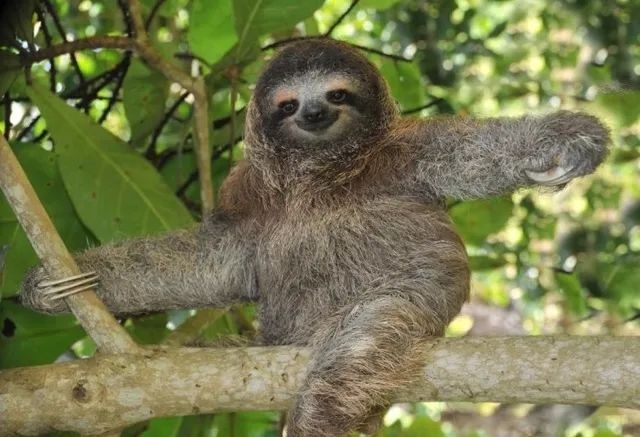 不忍直视世界罕见的十大变异动物,不忍直视世界罕见的十大动物