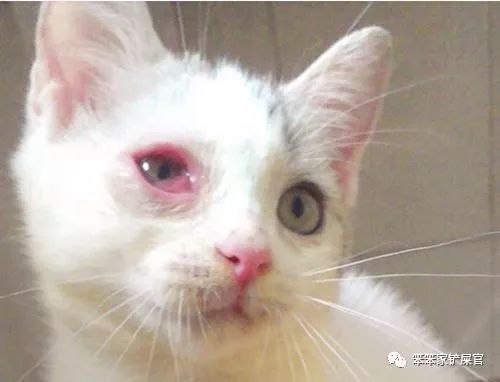 猫咪突然失明了怎么回事,猫咪频繁流口水怎么办