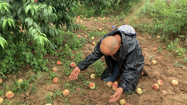 陕西桃子滞销事件,陕西桃子滞销