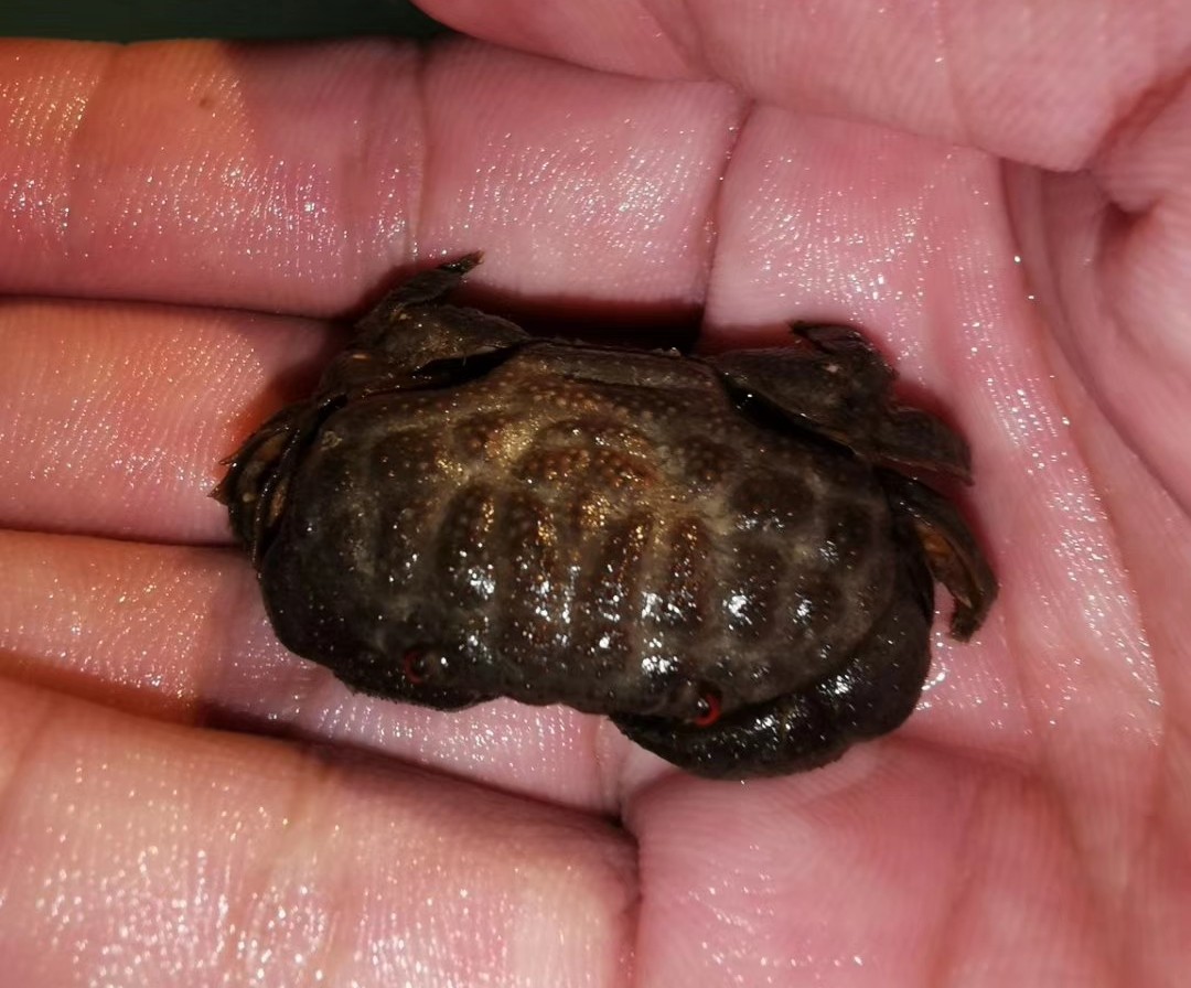 海南小伙赶海石斑鱼,小伙赶海捡到一只小石斑鱼