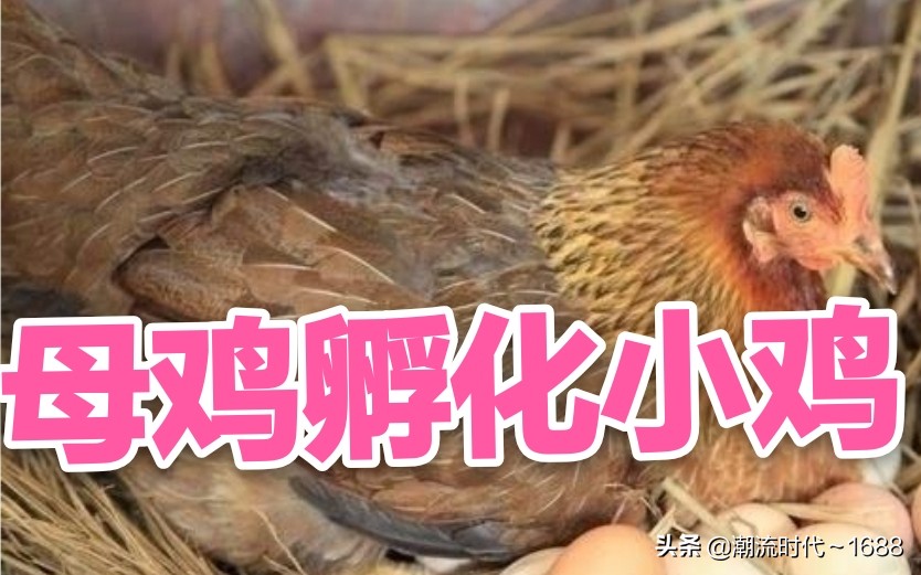 怎么孵化小鸡教学课程,电饭锅怎么孵化小鸡