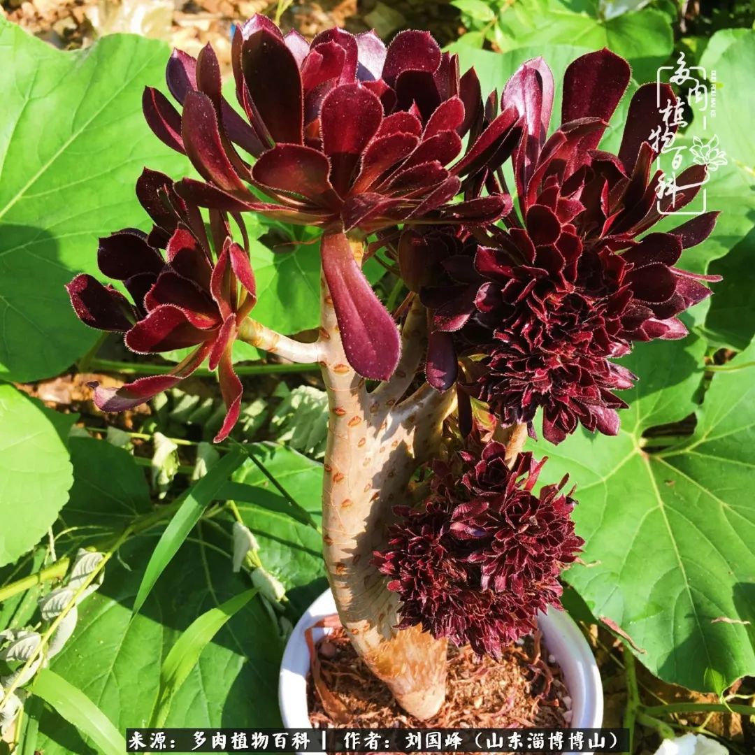 多肉安全度夏技巧,多肉如何度夏教学