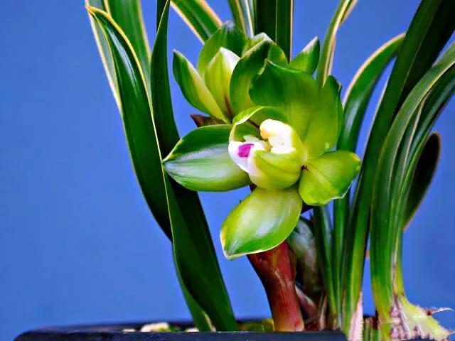 春兰天彭牡丹香味好吗,春兰天彭牡丹兰花简介