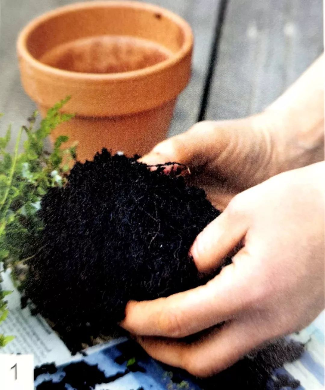 适合做苔玉的苔藓有哪些,适合做苔玉的苔藓