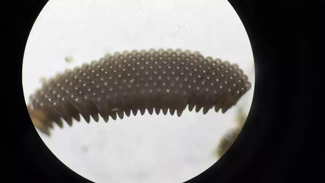 温州蚊子怎么这么多,蚊子警报