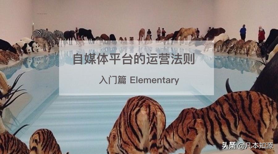 自媒体新手怎么入门选什么平台,小白学习自媒体的平台