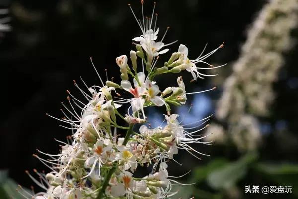 栗子，也能玩？这算啥，看看我玩的