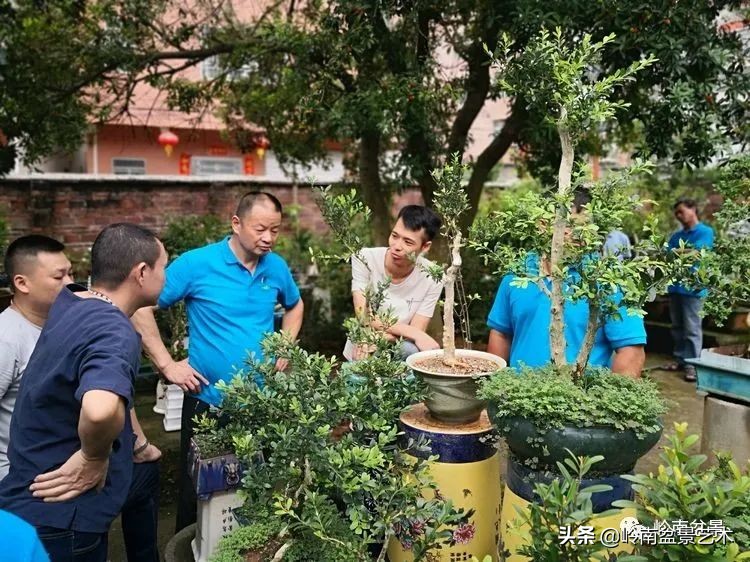 广东的盆景有哪些,适合广东玩的盆景