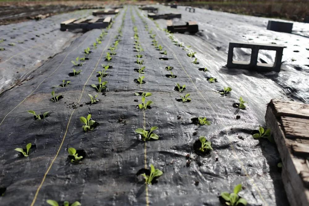 十月花事丨花园覆盖地膜好处多：除草、保暖、保湿、防虫
