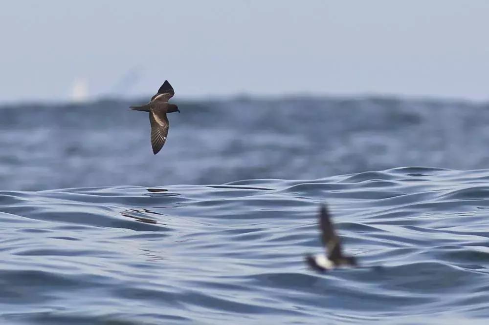 像黑色的闪电高傲地飞翔,像黑色的闪电