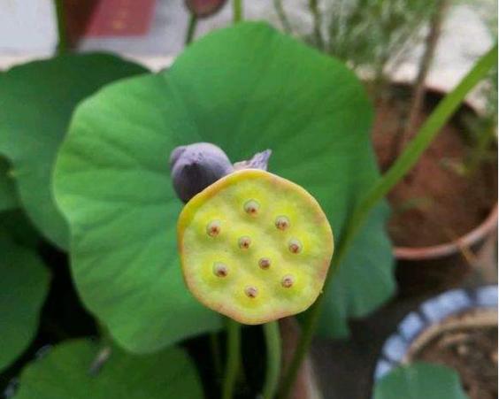 碗莲结了莲蓬怎么办?留下还是摘掉?详解碗莲结实后的养护