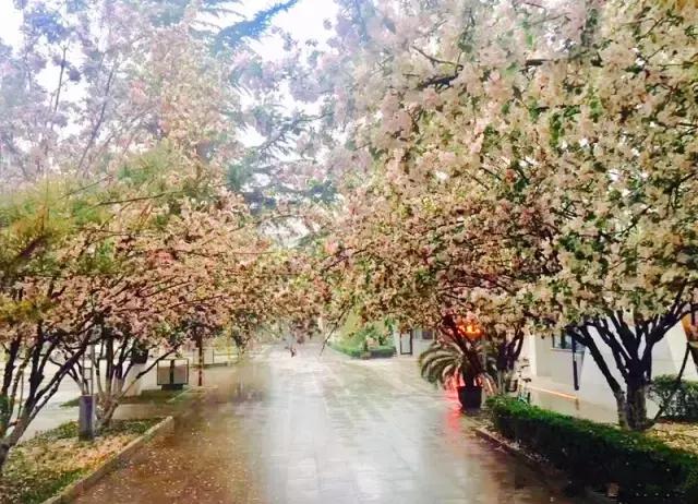 灞卞笀闄勪腑鍒嗘牎,鑿忔辰灞卞笀闄勪腑