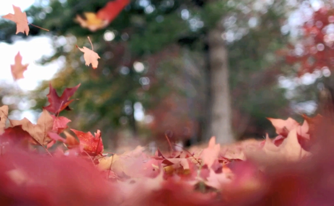 朱熹的诗句十首,朱熹关于月亮的诗句