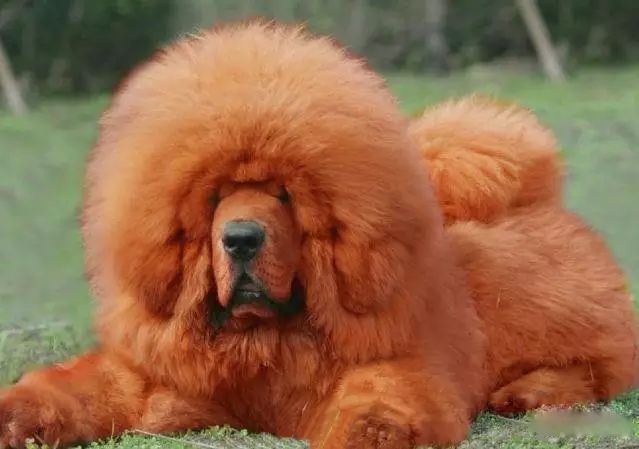 45只名犬排行,45种名犬您都认识吗