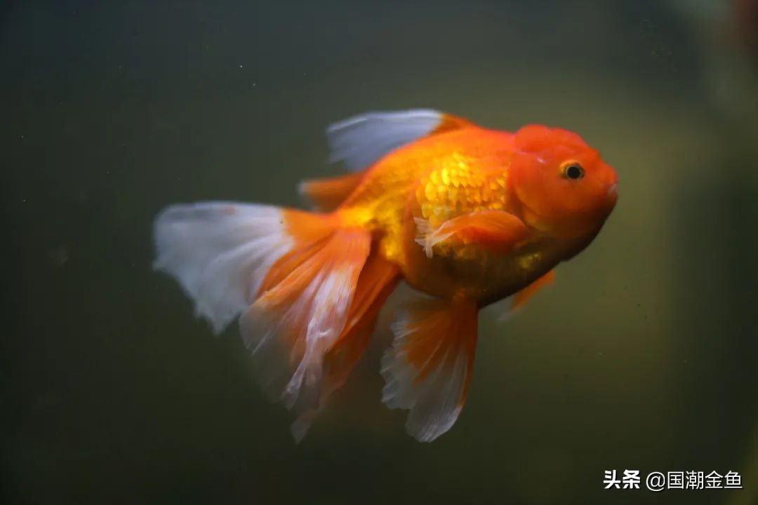 百年非遗福州观赏金鱼培育技艺,国粹传统金鱼