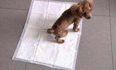 惩罚泰迪犬时5个禁忌绝不能犯,养泰迪犬的4大禁忌总有人会犯错