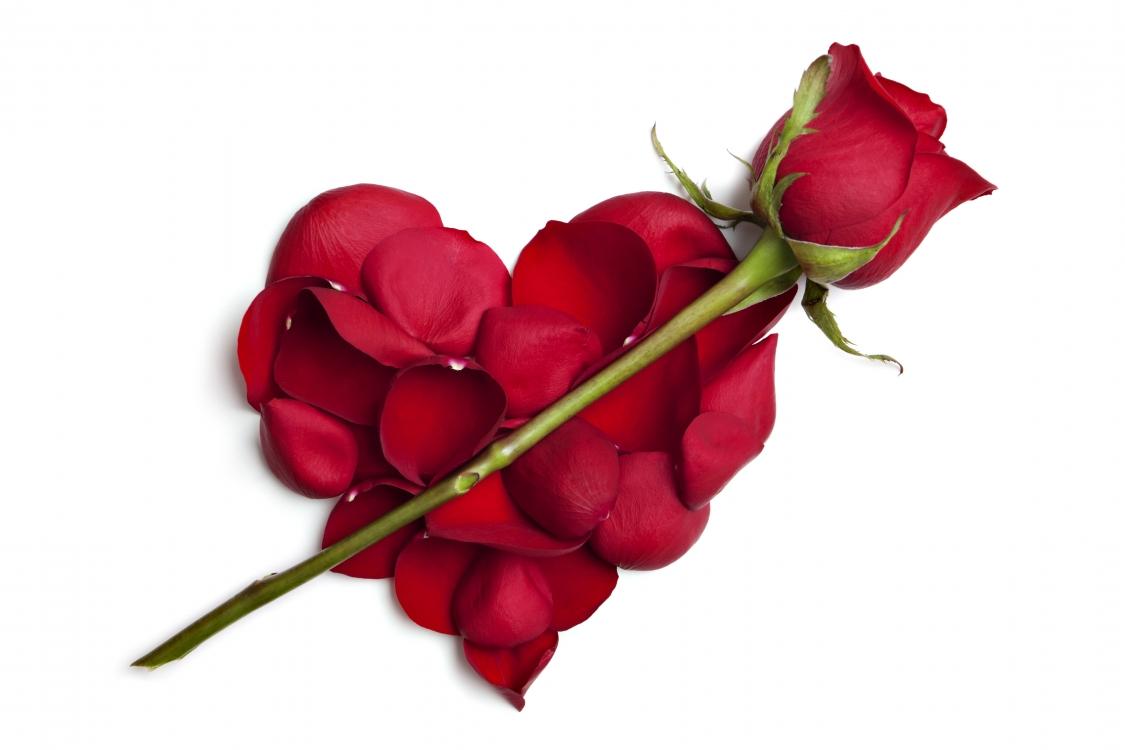 狮子座在十二星座眼里是什么样的,十二星座中谁会和狮子座相处