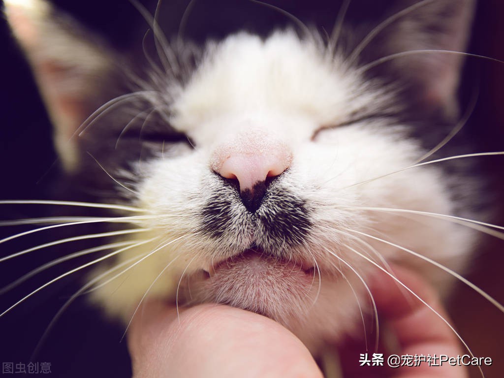 猫咪鼻子干是怎么回事,猫咪不爱喝水鼻子干怎么办