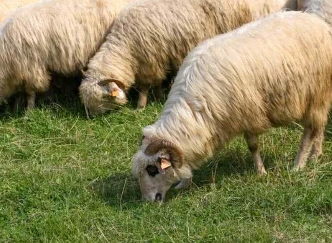 羊发烧不消化怎么治疗,羊发烧不打针的有效方法