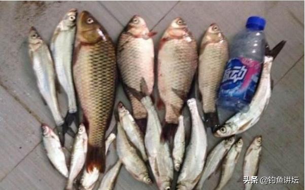 什么药酒都可以钓鱼吗,野钓最实用的丁香药酒