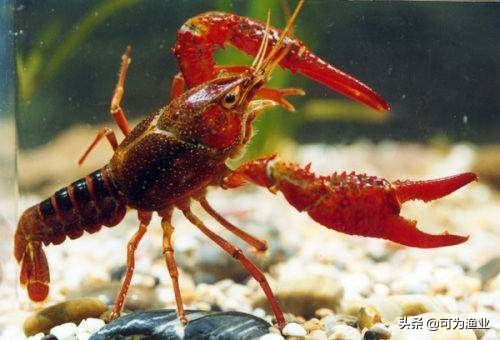 小龙虾无草无料养殖模式,潜江小龙虾养殖模式