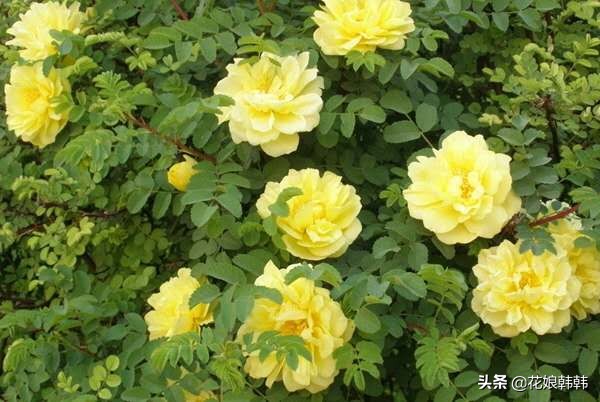 如何判断是月季芽和蔷薇笋,蔷薇笋和月季笋的区别