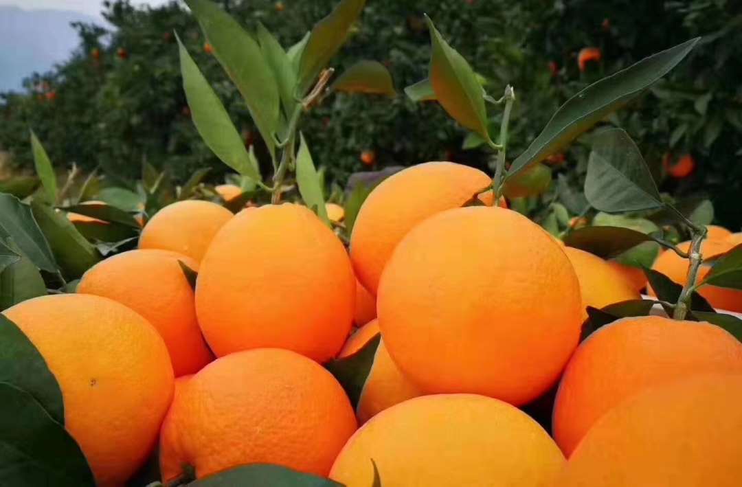 全球十大名橙排名,国内外名橙