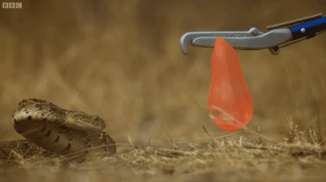 要不是因为强大的繁殖和适应能力,也许它会被天敌吃成濒危动物