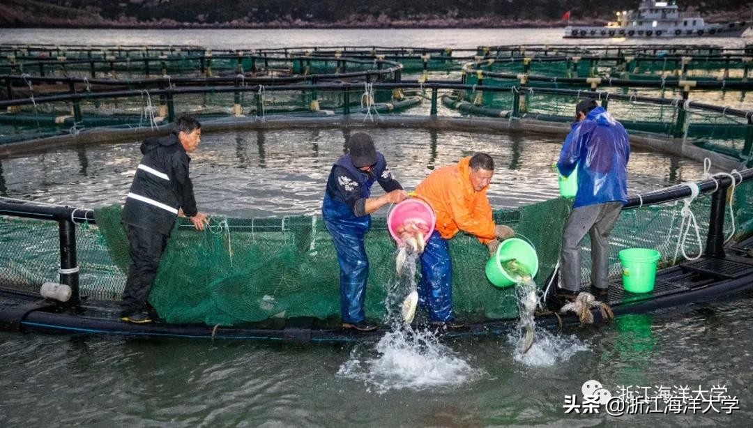 《浙江日报》深读｜大黄鱼：“王者”归来的传奇