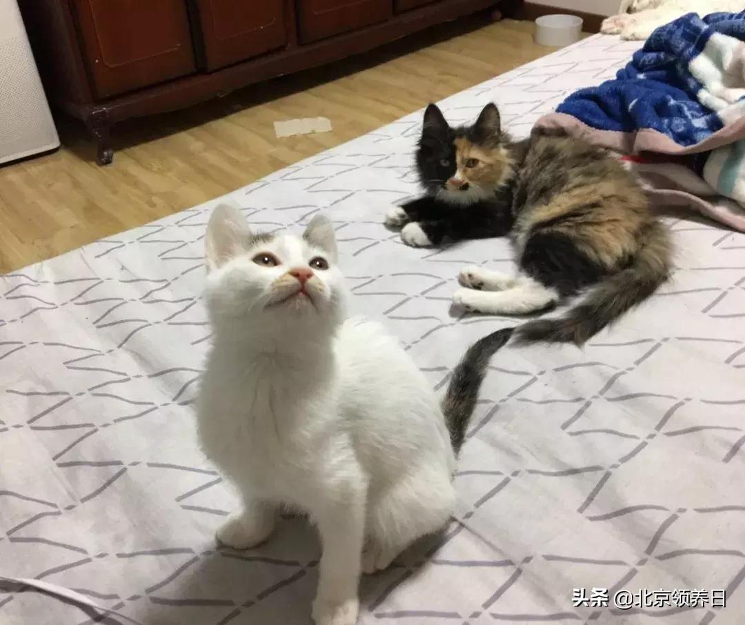 #领养代替购买#给它们一个家|线上宠物领养日,20190608加场