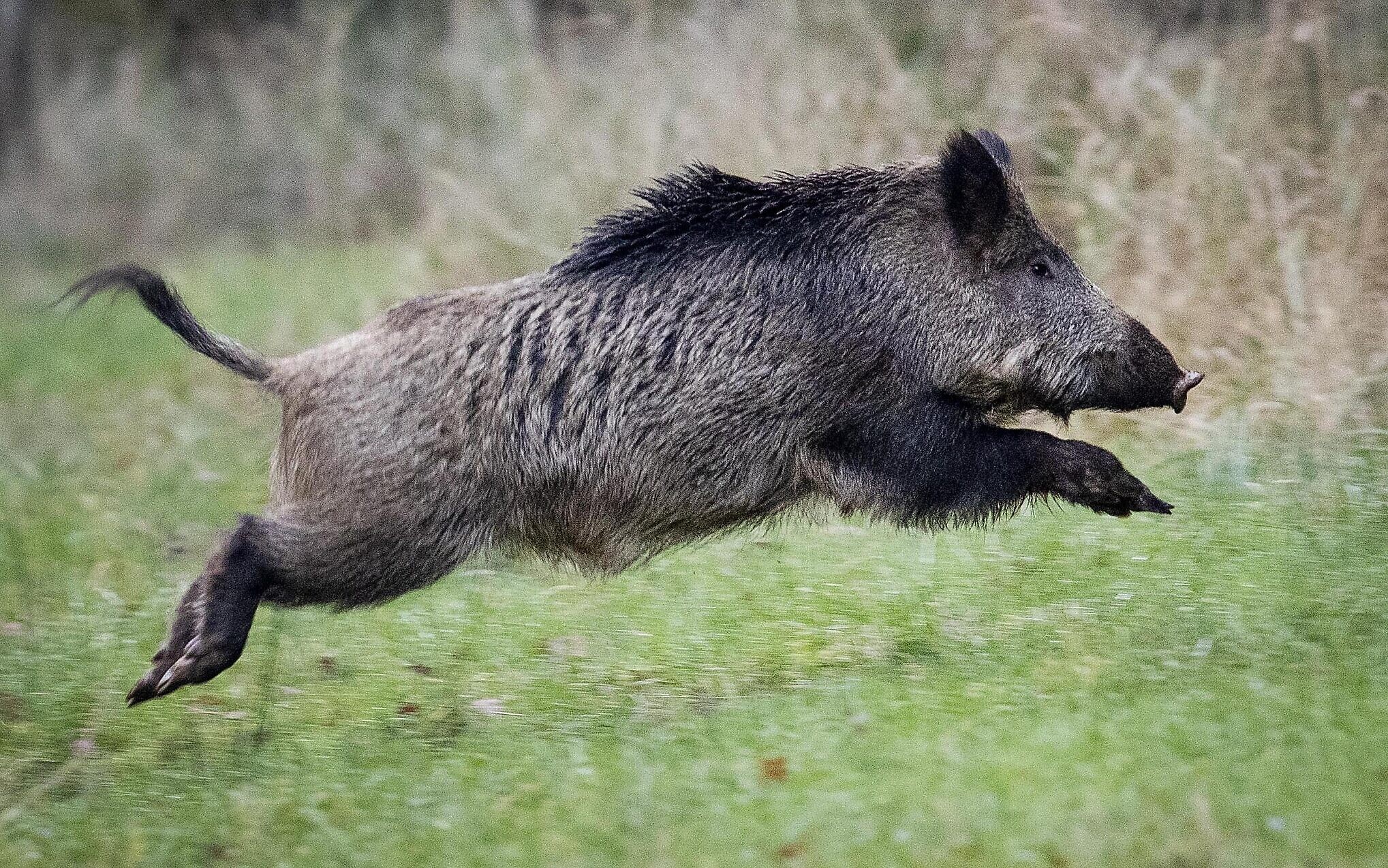 猪吃毒蛇为什么不会中毒,猪吃蛇不被毒蛇咬吗