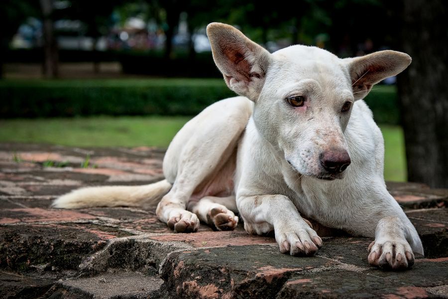 一条狗的故事感人,一条狗的一生真实故事