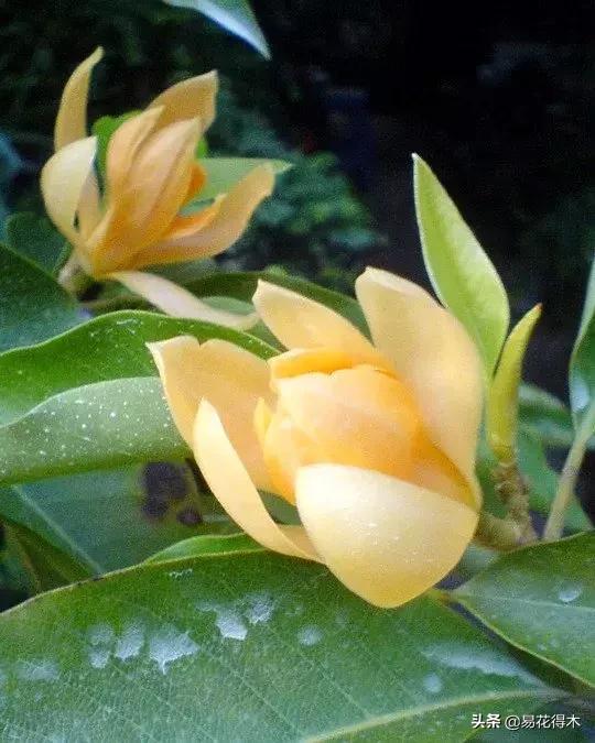 黄桷兰规格怎样,黄桷兰适应什么环境养护