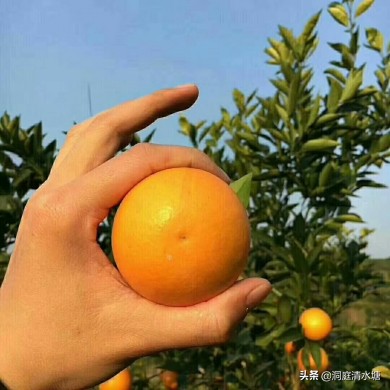 正宗的麻阳冰糖橙,麻阳冰糖橙糖分高吗