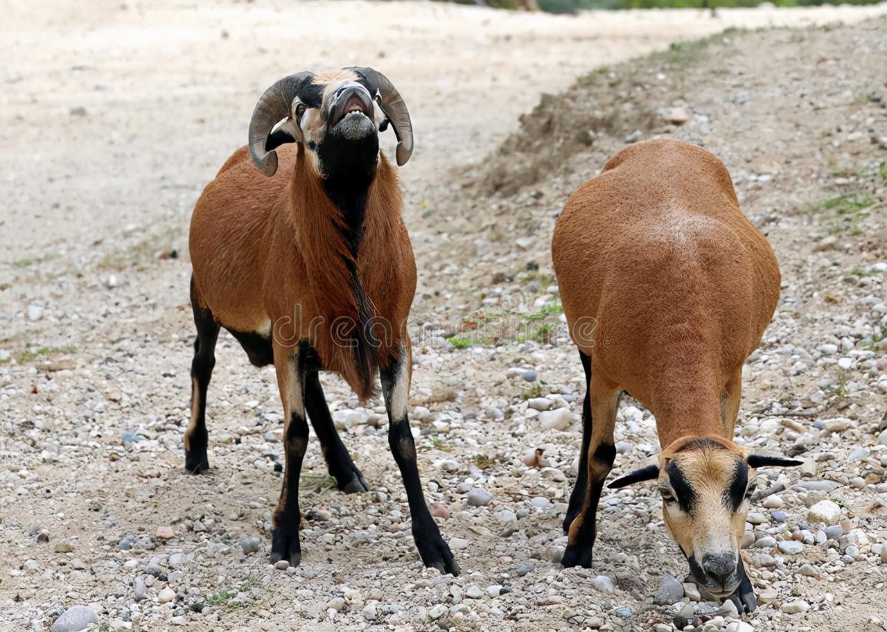 如何选择种公羊和种母羊?这2点得到了实践的认可!养羊来看看