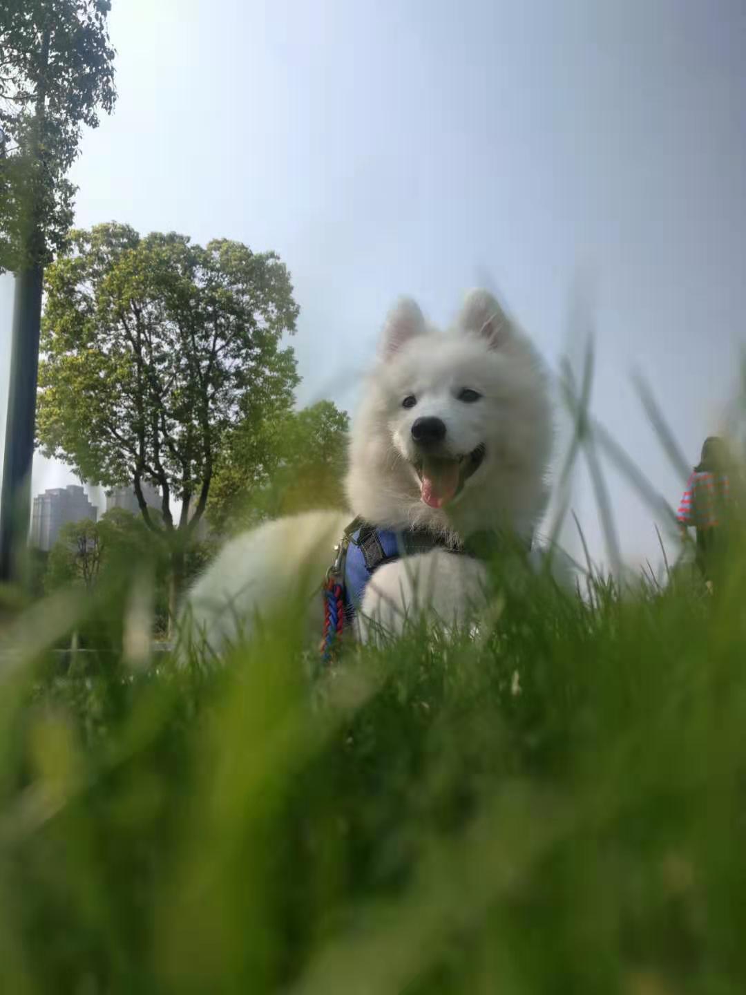 萨摩耶为什么不认主人,萨摩耶为什么不愿意抱猫