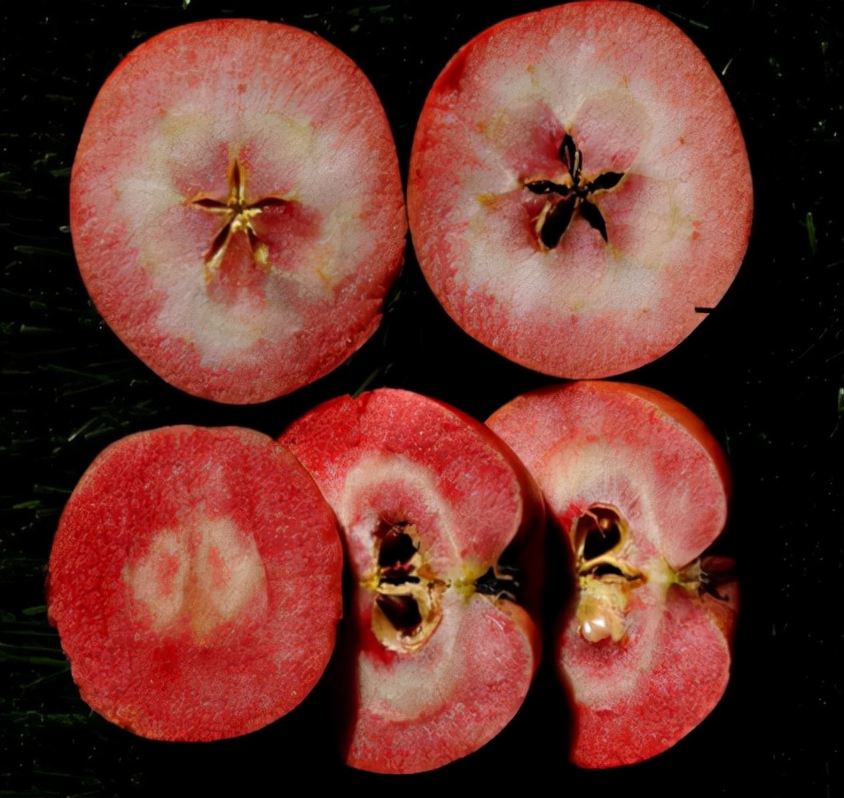 国外盆栽罗汉松,目前最火的盆景树