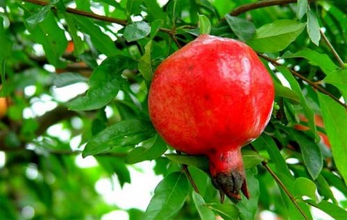 石榴盆景冬天修剪完后怎么养护,石榴盆景秋冬修剪不影响开花