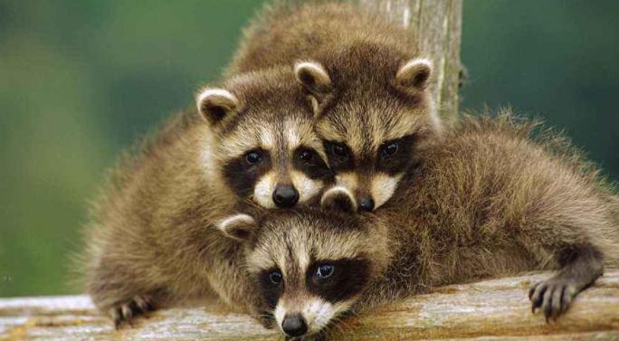 小浣熊爪子有狂犬病毒吗,浣熊呆萌