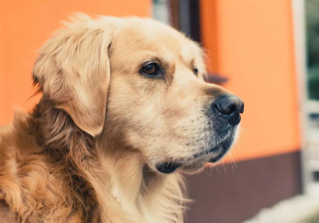 狗狗中暑导致内脏受损怎么办,狗狗中暑已经在医院输液能救活吗