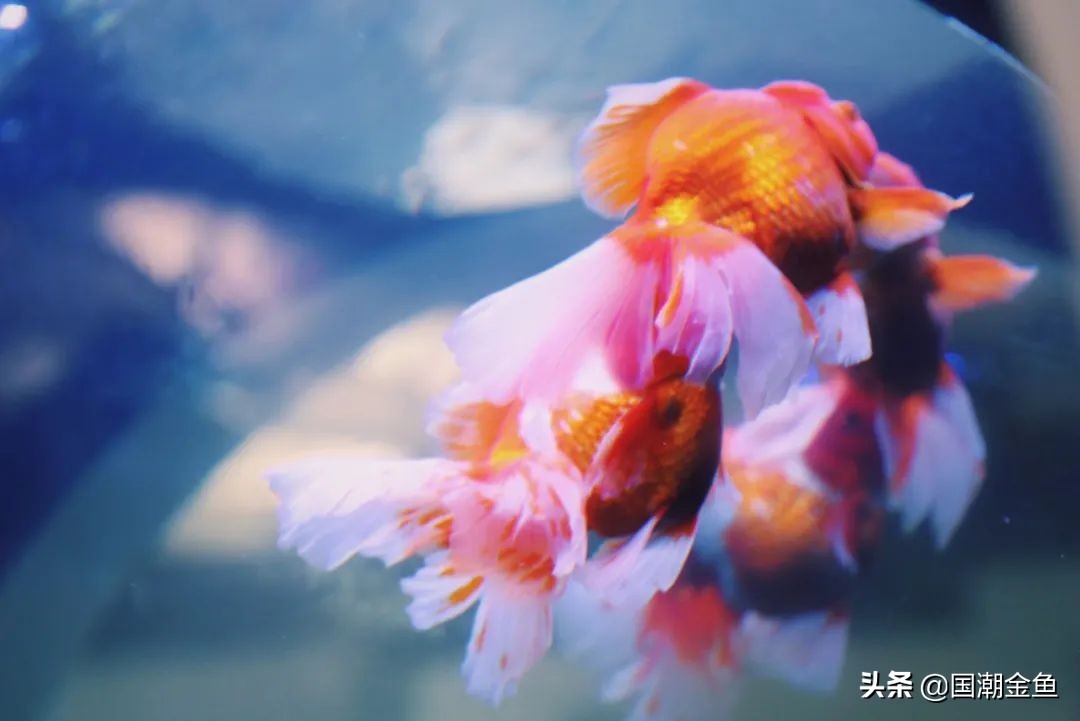 百年非遗福州观赏金鱼培育技艺,国粹传统金鱼